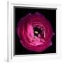 Pink Ranunculus-Magda Indigo-Framed Photographic Print