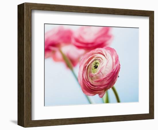 Pink ranunculus-Ada Summer-Framed Photographic Print