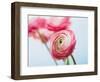 Pink ranunculus-Ada Summer-Framed Photographic Print