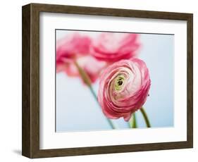 Pink ranunculus-Ada Summer-Framed Photographic Print