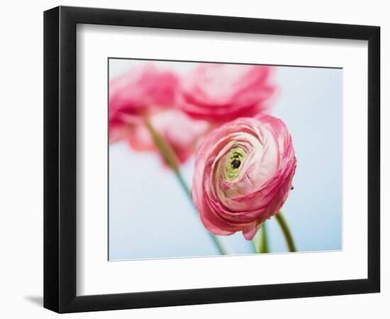 Pink ranunculus-Ada Summer-Framed Photographic Print