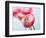 Pink ranunculus-Ada Summer-Framed Photographic Print