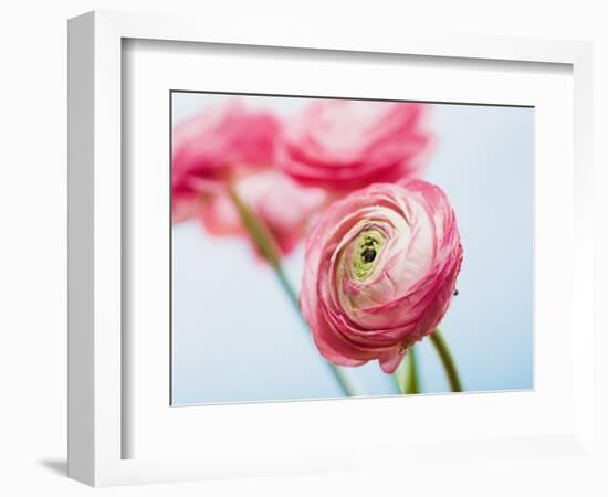 Pink ranunculus-Ada Summer-Framed Photographic Print