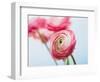 Pink ranunculus-Ada Summer-Framed Photographic Print