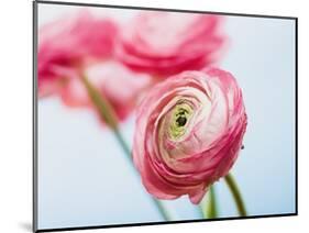 Pink ranunculus-Ada Summer-Mounted Photographic Print
