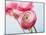 Pink ranunculus-Ada Summer-Mounted Photographic Print