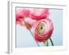 Pink ranunculus-Ada Summer-Framed Photographic Print