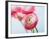 Pink ranunculus-Ada Summer-Framed Photographic Print