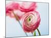 Pink ranunculus-Ada Summer-Mounted Photographic Print