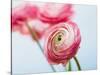 Pink ranunculus-Ada Summer-Stretched Canvas