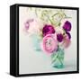 Pink Ranunculus-Sarah Gardner-Framed Stretched Canvas