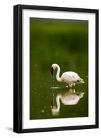 Pink Reflection-Susann Parker-Framed Premium Photographic Print