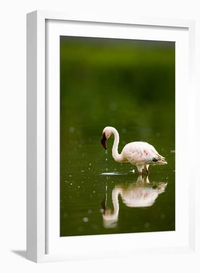 Pink Reflection-Susann Parker-Framed Photographic Print