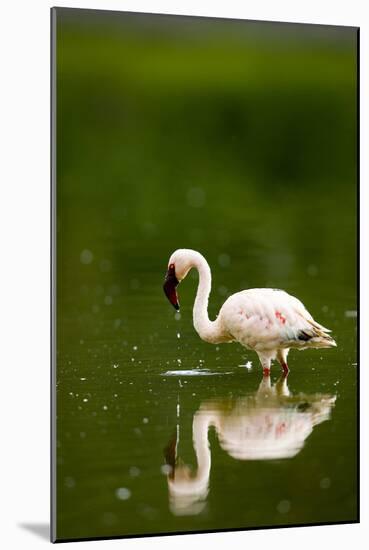 Pink Reflection-Susann Parker-Mounted Photographic Print