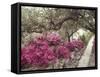 Pink Rhododendron Bushes at Chandor Gardens-John Dominis-Framed Stretched Canvas