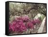 Pink Rhododendron Bushes at Chandor Gardens-John Dominis-Framed Stretched Canvas