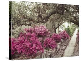 Pink Rhododendron Bushes at Chandor Gardens-John Dominis-Stretched Canvas