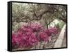 Pink Rhododendron Bushes at Chandor Gardens-John Dominis-Framed Stretched Canvas