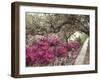 Pink Rhododendron Bushes at Chandor Gardens-John Dominis-Framed Photographic Print