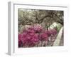 Pink Rhododendron Bushes at Chandor Gardens-John Dominis-Framed Photographic Print