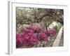 Pink Rhododendron Bushes at Chandor Gardens-John Dominis-Framed Photographic Print