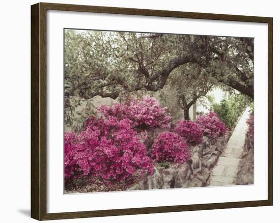 Pink Rhododendron Bushes at Chandor Gardens-John Dominis-Framed Photographic Print