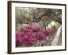 Pink Rhododendron Bushes at Chandor Gardens-John Dominis-Framed Photographic Print