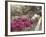 Pink Rhododendron Bushes at Chandor Gardens-John Dominis-Framed Photographic Print