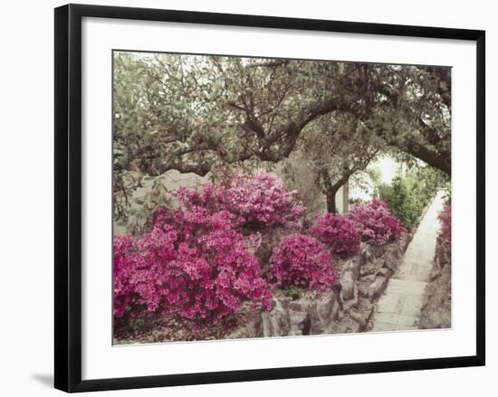 Pink Rhododendron Bushes at Chandor Gardens-John Dominis-Framed Photographic Print