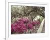 Pink Rhododendron Bushes at Chandor Gardens-John Dominis-Framed Photographic Print