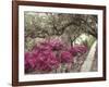 Pink Rhododendron Bushes at Chandor Gardens-John Dominis-Framed Photographic Print