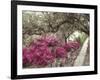 Pink Rhododendron Bushes at Chandor Gardens-John Dominis-Framed Photographic Print