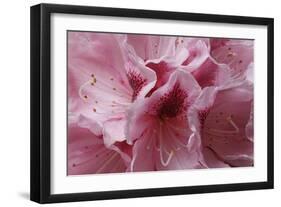 Pink Rhododendron I-Rita Crane-Framed Art Print