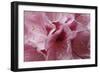 Pink Rhododendron I-Rita Crane-Framed Art Print