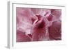 Pink Rhododendron I-Rita Crane-Framed Art Print