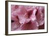 Pink Rhododendron II-Rita Crane-Framed Art Print