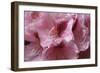 Pink Rhododendron II-Rita Crane-Framed Art Print