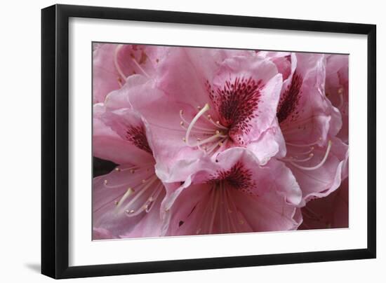 Pink Rhododendron II-Rita Crane-Framed Art Print