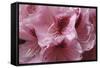 Pink Rhododendron II-Rita Crane-Framed Stretched Canvas