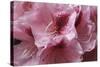 Pink Rhododendron II-Rita Crane-Stretched Canvas