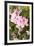 Pink Rhody I-Karyn Millet-Framed Photographic Print