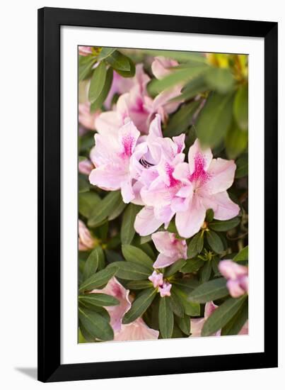 Pink Rhody I-Karyn Millet-Framed Photographic Print