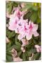 Pink Rhody I-Karyn Millet-Mounted Photographic Print