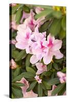 Pink Rhody I-Karyn Millet-Stretched Canvas