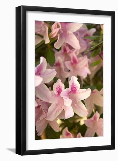 Pink Rhody II-Karyn Millet-Framed Photographic Print