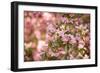 Pink Rhody III-Karyn Millet-Framed Photographic Print