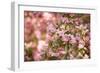 Pink Rhody III-Karyn Millet-Framed Photographic Print