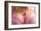 Pink Ribbon in Woman Chest to Support Breast Cancer Cause-Otna Ydur-Framed Photographic Print