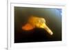 Pink River Dolphin - Boto (Inia Geoffrensis) Acajatuba Lake, Negro River, Amazonas, Brazil-Franco Banfi-Framed Photographic Print