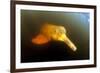 Pink River Dolphin - Boto (Inia Geoffrensis) Acajatuba Lake, Negro River, Amazonas, Brazil-Franco Banfi-Framed Photographic Print